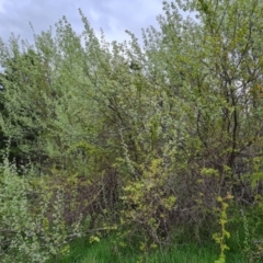 Populus alba (White Poplar) at Isaacs Ridge and Nearby - 10 Oct 2021 by Mike