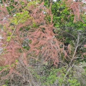 Tamarix ramosissima at Jerrabomberra, ACT - 10 Oct 2021