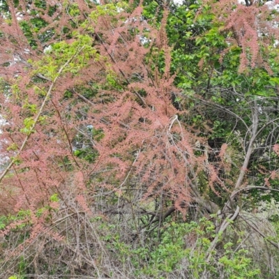 Tamarix ramosissima (Tamarisk) at Jerrabomberra, ACT - 10 Oct 2021 by Mike