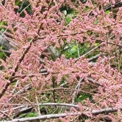 Tamarix ramosissima at Jerrabomberra, ACT - 10 Oct 2021