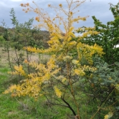 Acacia baileyana (Cootamundra Wattle, Golden Mimosa) at Jerrabomberra, ACT - 10 Oct 2021 by Mike
