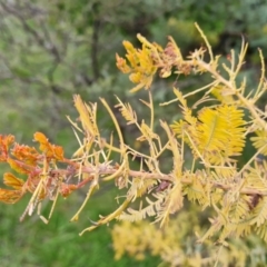 Acacia baileyana at Jerrabomberra, ACT - 10 Oct 2021 04:06 PM