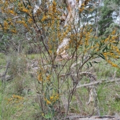 Daviesia mimosoides subsp. mimosoides at Jerrabomberra, ACT - 10 Oct 2021 by Mike