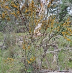 Daviesia mimosoides subsp. mimosoides at Isaacs Ridge - 10 Oct 2021 by Mike