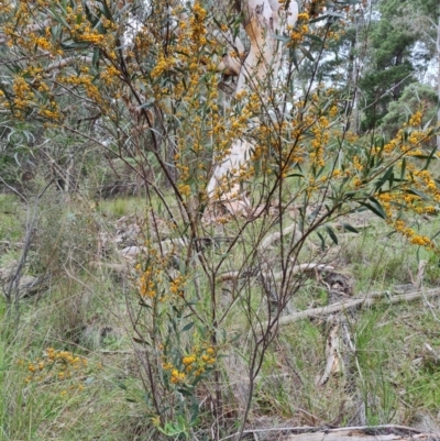 Daviesia mimosoides subsp. mimosoides at Isaacs Ridge and Nearby - 10 Oct 2021 by Mike