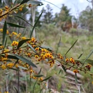 Daviesia mimosoides subsp. mimosoides at Jerrabomberra, ACT - 10 Oct 2021