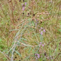 Glycine clandestina (Twining Glycine) at Isaacs Ridge and Nearby - 10 Oct 2021 by Mike