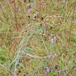 Glycine clandestina at Jerrabomberra, ACT - 10 Oct 2021