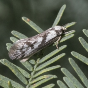 Eusemocosma pruinosa at Hawker, ACT - 4 Oct 2021