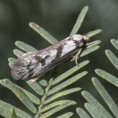 Eusemocosma pruinosa (Philobota Group Concealer Moth) at Hawker, ACT - 3 Oct 2021 by AlisonMilton