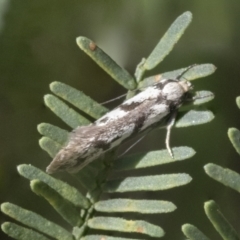 Eusemocosma pruinosa at Hawker, ACT - 4 Oct 2021