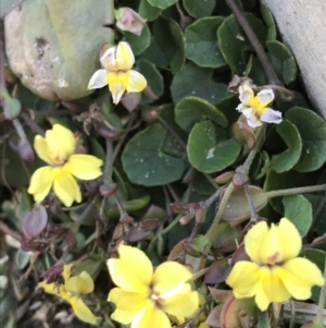 Goodenia fordiana at Evans Head, NSW - 10 Oct 2021