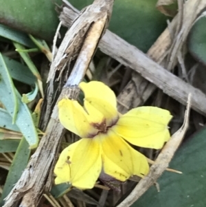 Goodenia fordiana at Evans Head, NSW - 10 Oct 2021