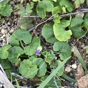 Viola banksii at Evans Head, NSW - 10 Oct 2021 04:21 PM