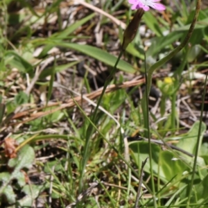 Petrorhagia sp. at Coree, ACT - 9 Oct 2021 11:59 AM