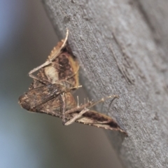 Endotricha ignealis at Higgins, ACT - 4 Oct 2021