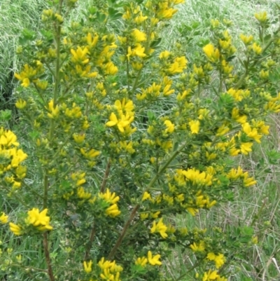 Genista monspessulana (Cape Broom, Montpellier Broom) at Latham, ACT - 10 Oct 2021 by pinnaCLE