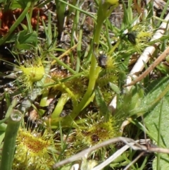 Drosera sp. at Coree, ACT - 9 Oct 2021