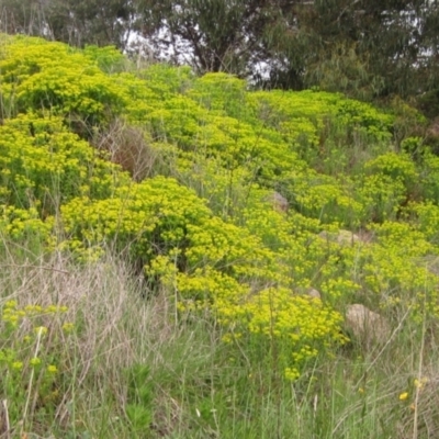 Euphorbia oblongata (Egg-leaf Spurge) at Latham, ACT - 10 Oct 2021 by pinnaCLE