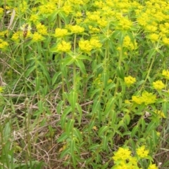 Euphorbia oblongata at Latham, ACT - 10 Oct 2021