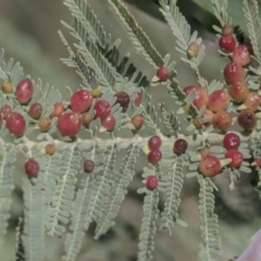 Austroacacidiplosis botrycephalae (A Gall Midge) at Hawker, ACT - 4 Oct 2021 by AlisonMilton