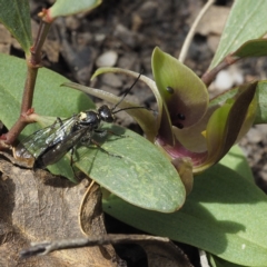 Aeolothynnus sp. (genus) (A flower wasp) at Tennent, ACT - 10 Oct 2021 by David