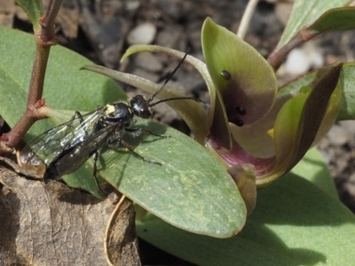 Aeolothynnus sp. (genus) (A flower wasp) at Tennent, ACT - 10 Oct 2021 by David