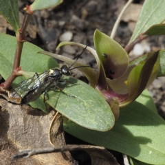 Aeolothynuus sp. (genus) (A flower wasp) at Tennent, ACT - 9 Oct 2021 by David