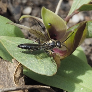 Aeolothynnus sp. (genus) at Tennent, ACT - 10 Oct 2021 09:24 AM