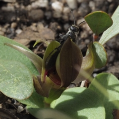 Aeolothynnus sp. (genus) at Tennent, ACT - 10 Oct 2021