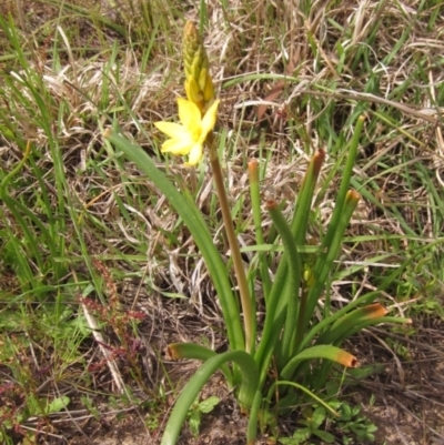 Bulbine bulbosa (Golden Lily, Bulbine Lily) at Macgregor, ACT - 10 Oct 2021 by pinnaCLE