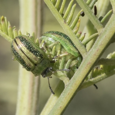 Calomela vittata (Acacia leaf beetle) at Hawker, ACT - 4 Oct 2021 by AlisonMilton