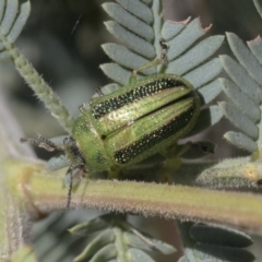 Calomela vittata at Hawker, ACT - 4 Oct 2021