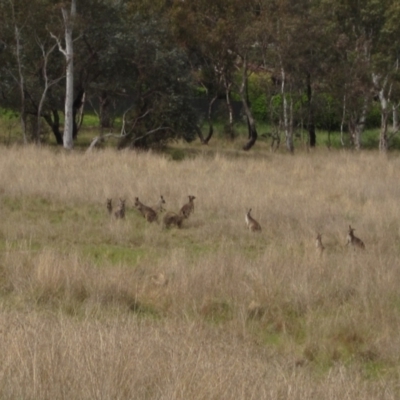 Macropus giganteus (Eastern Grey Kangaroo) at Latham, ACT - 10 Oct 2021 by pinnaCLE
