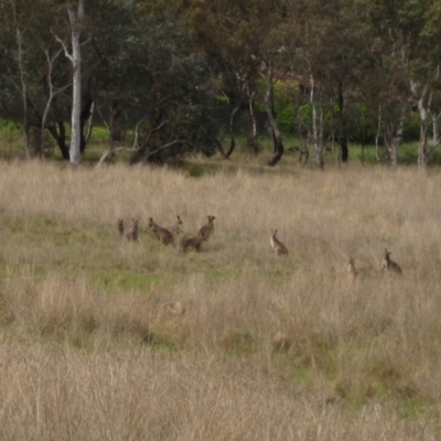 Macropus giganteus (Eastern Grey Kangaroo) at Umbagong District Park - 9 Oct 2021 by pinnaCLE