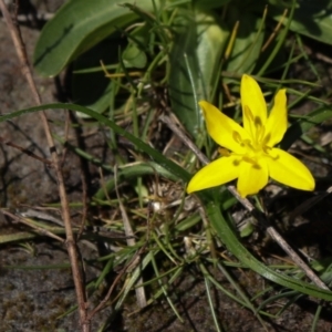 Hypoxis hygrometrica at Coree, ACT - 9 Oct 2021