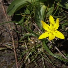Hypoxis hygrometrica (Golden Weather-grass) at Coree, ACT - 9 Oct 2021 by Sarah2019