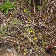 Hypochaeris glabra (Smooth Catsear) at Macgregor, ACT - 9 Oct 2021 by pinnaCLE