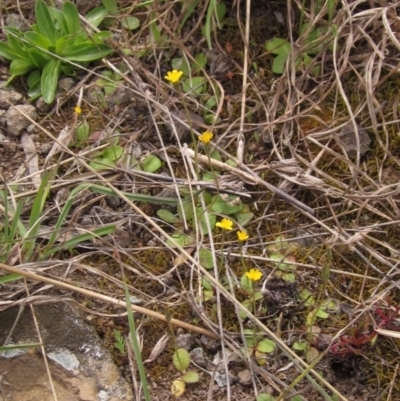 Hypochaeris glabra (Smooth Catsear) at Umbagong District Park - 9 Oct 2021 by pinnaCLE