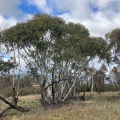Eucalyptus pauciflora subsp. pauciflora (White Sally, Snow Gum) at Paddys River, ACT - 2 Oct 2021 by NickiTaws