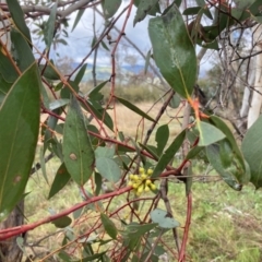 Eucalyptus pauciflora subsp. pauciflora at Paddys River, ACT - 3 Oct 2021