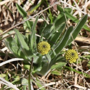 Craspedia variabilis at Coree, ACT - suppressed