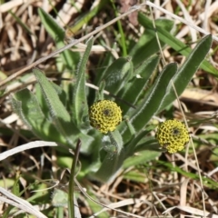 Craspedia variabilis (Common Billy Buttons) at Coree, ACT - 9 Oct 2021 by Sarah2019