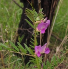 Vicia sativa subsp. nigra (Narrow-leaved Vetch) at Macgregor, ACT - 10 Oct 2021 by pinnaCLE