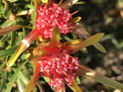 Lambertia formosa (Mountain Devil) at Evans Head, NSW - 10 Oct 2021 by AliClaw