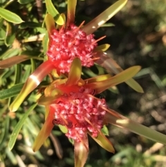 Lambertia formosa (Mountain Devil) at Evans Head, NSW - 10 Oct 2021 by AliClaw