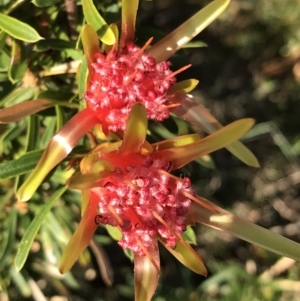 Lambertia formosa at Evans Head, NSW - 10 Oct 2021