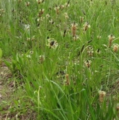Plantago lanceolata (Ribwort Plantain, Lamb's Tongues) at Latham, ACT - 10 Oct 2021 by pinnaCLE