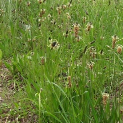 Plantago lanceolata (Ribwort Plantain, Lamb's Tongues) at Latham, ACT - 10 Oct 2021 by pinnaCLE