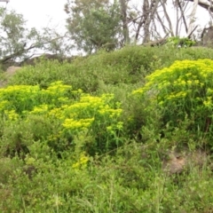 Euphorbia oblongata (Egg-leaf Spurge) at Latham, ACT - 10 Oct 2021 by pinnaCLE